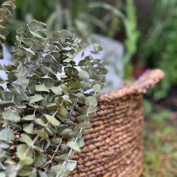 Real dry eucalyptus branches. Eucalyptus For Shower, vase flowers. - Picture 5 of 5